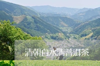 清朝白水清普洱茶/2023040959603