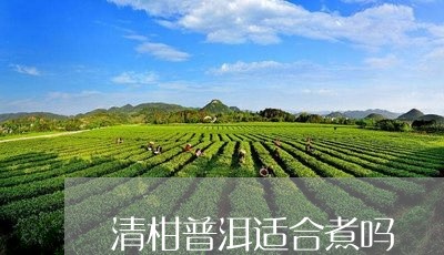 清柑普洱适合煮吗/2023032998280