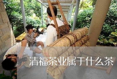 清福茶业属于什么茶/2023041572839