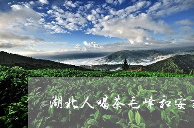 湖北人喝茶毛峰和安吉白茶/2023040926150