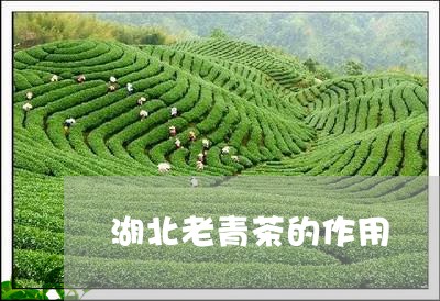 湖北老青茶的作用/2023032423035