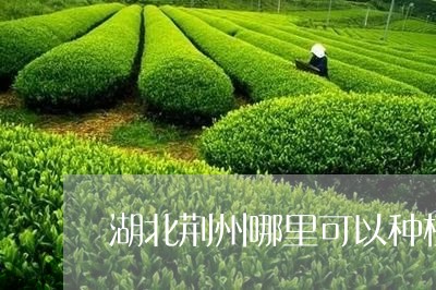 湖北荆州哪里可以种植白茶/2023040992725