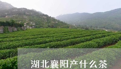 湖北襄阳产什么茶/2023032385938