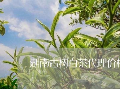 湖南古树白茶代理价格多少/2023040918362