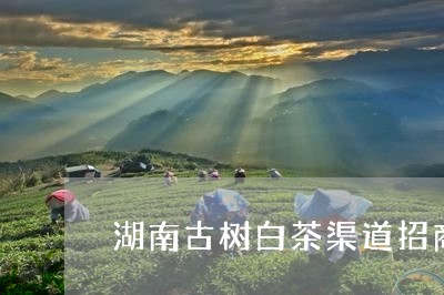 湖南古树白茶渠道招商加盟/2023040960608