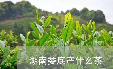 湖南娄底产什么茶/2023032304360