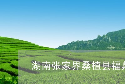 湖南张家界桑植县福鼎白茶/2023040983027