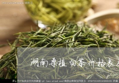 湖南桑植白茶价格表及图片/2023040907047