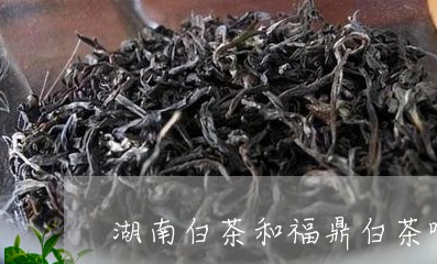 湖南白茶和福鼎白茶哪个好/2023040939372