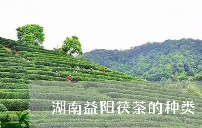 湖南益阳茯茶的种类/2023032190738