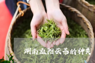 湖南益阳茯茶的种类/2023041761048