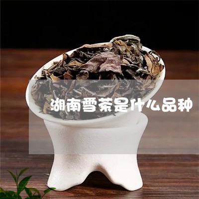 湖南雪茶是什么品种/2023032126360