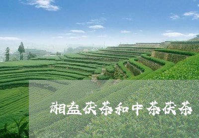 湘益茯茶和中茶茯茶/2023041747460