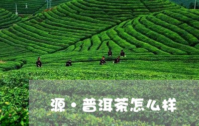 源·普洱茶怎么样/2023032941694