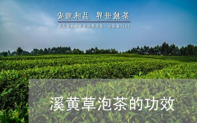 溪黄草泡茶的功效/2023032447372