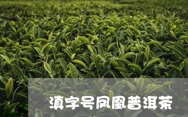 滇字号凤凰普洱茶/2023031768384