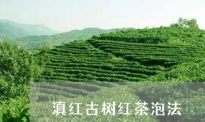 滇红古树红茶泡法/2023032926168