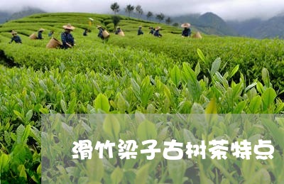 滑竹梁子古树茶特点/2023032218184