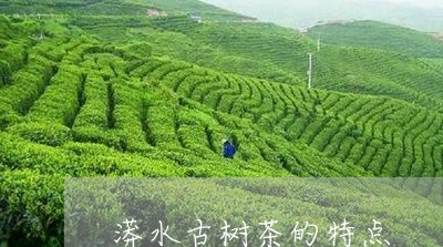 漭水古树茶的特点/2023032610471