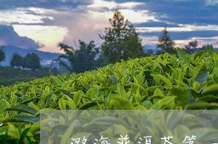 潞海普洱茶第一县/2023031680794