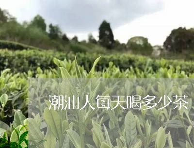 潮汕人每天喝多少茶/2023041459515