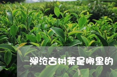 澜沧古树茶是哪里的/2023032162837