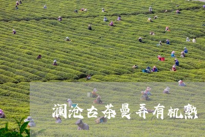 澜沧古茶曼弄有机熟/2023041766281