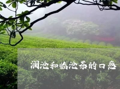 澜沧和临沧茶的口感/2023032204726