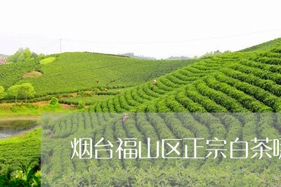 烟台福山区正宗白茶哪里卖/2023040969692