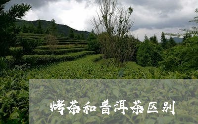 烤茶和普洱茶区别/2023031523925