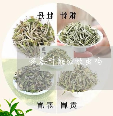 烧茶叶能驱蚊虫吗/2023032662718