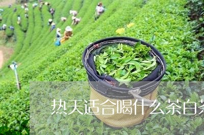 热天适合喝什么茶白茶红茶/2023040903140