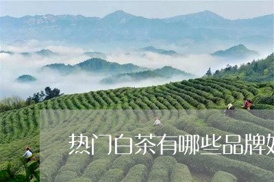 热门白茶有哪些品牌好一点/2023040985168