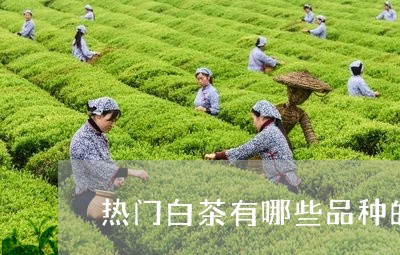 热门白茶有哪些品种的图片/2023041262958