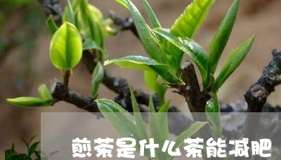 煎茶是什么茶能减肥/2023041531603