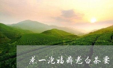 煮一泡福鼎老白茶要多少量/2023040996168