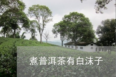 煮普洱茶有白沫子/2023033184836