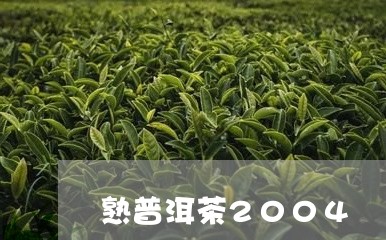 熟普洱茶2004/2023041050816