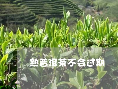 熟普洱茶不会过期/2023041380694