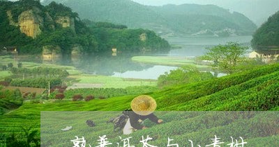 熟普洱茶与小青柑/2023033039371