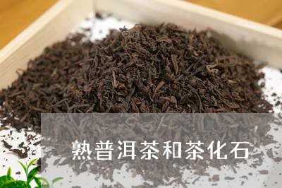 熟普洱茶和茶化石/2023041134030