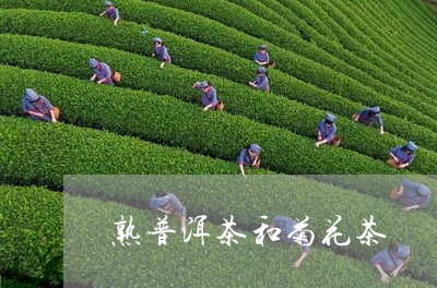 熟普洱茶和菊花茶/2023033141726