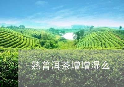 熟普洱茶增增湿么/2023033063949