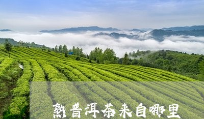 熟普洱茶来自哪里/2023041014361