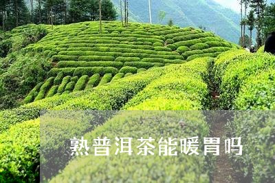 熟普洱茶能暖胃吗/2023033154176