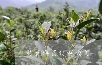 熟普洱茶订制公司/2023031650682