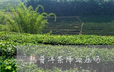 熟普洱茶降血压吗/2023041317472