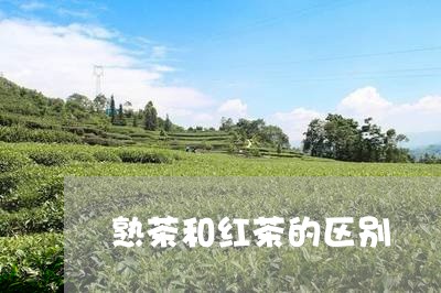 熟茶和红茶的区别/2023041351807