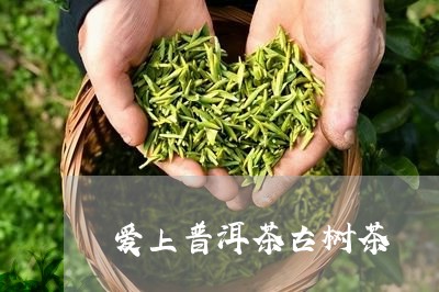 爱上普洱茶古树茶/2023041150836