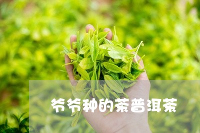 爷爷种的茶普洱茶/2023041106249